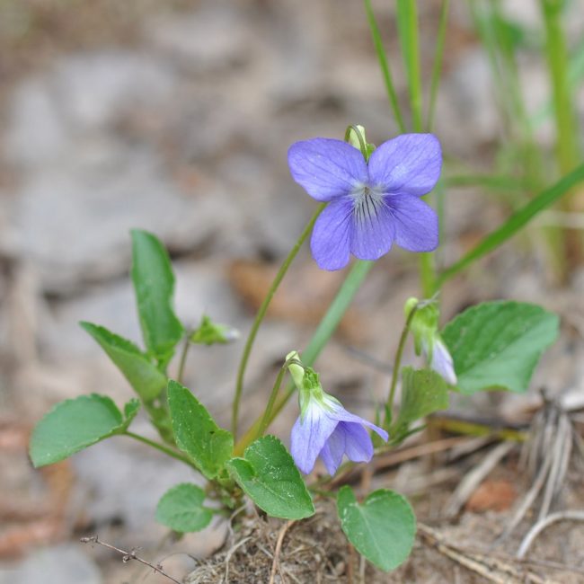 Viola koira