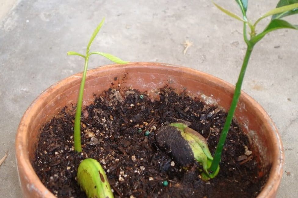 Mango plantat en test