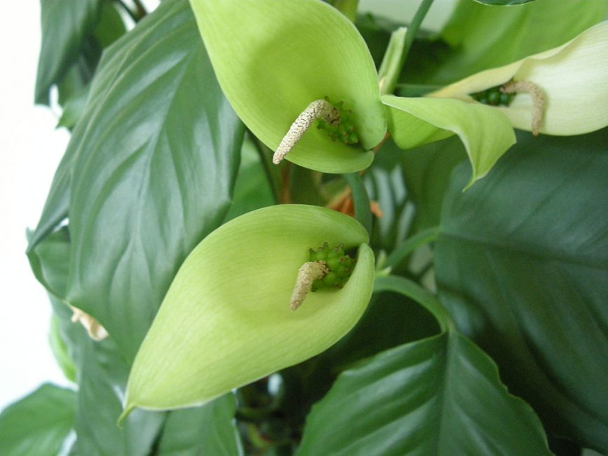 Aglaonema lauhkea kukka, jossa hedelmät