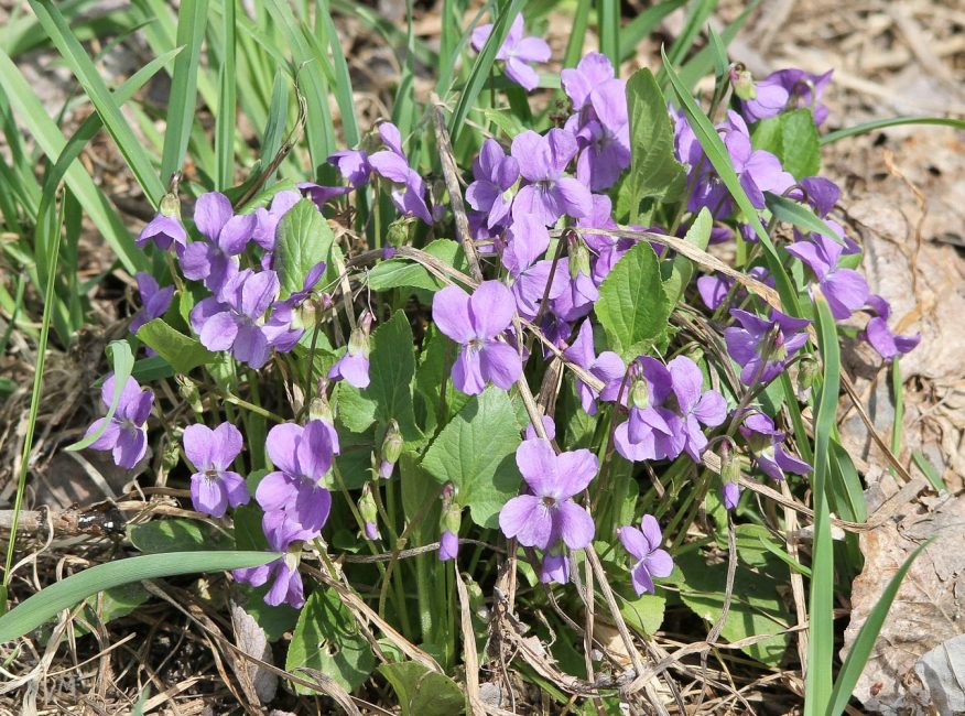 Viola lyhytkarva