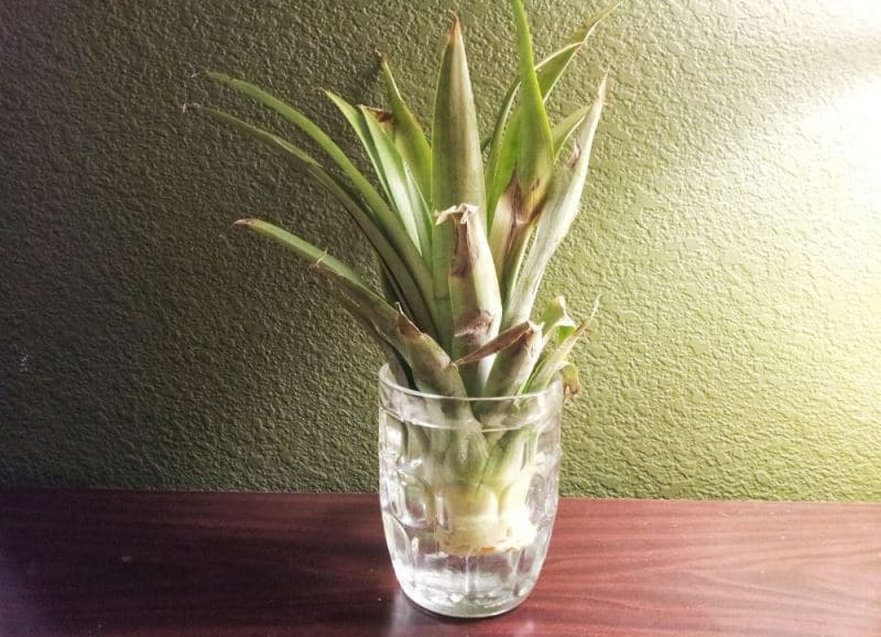 Germinant arrels de pinya en un got d'aigua