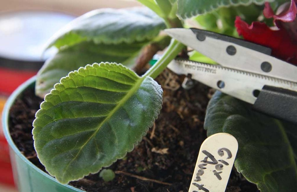 Διαδικασία αναπαραγωγής Gloxinia