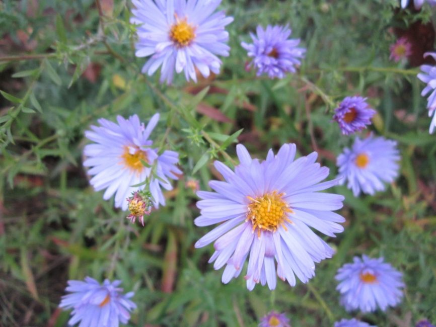aster italià
