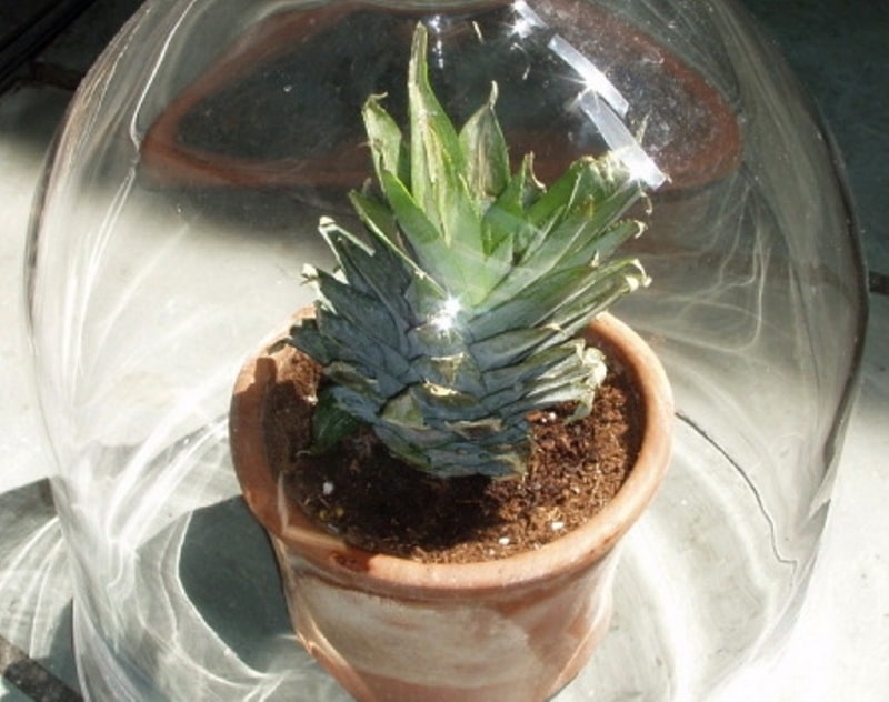 Un hivernacle de pinya improvisat fet d'un pot de vidre