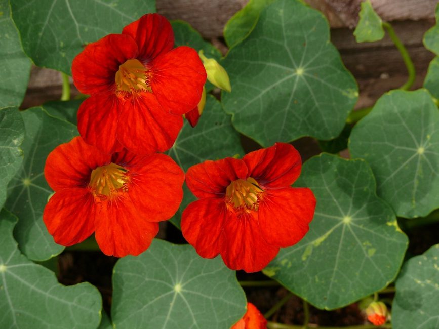 May nasturtium: en av sorterna