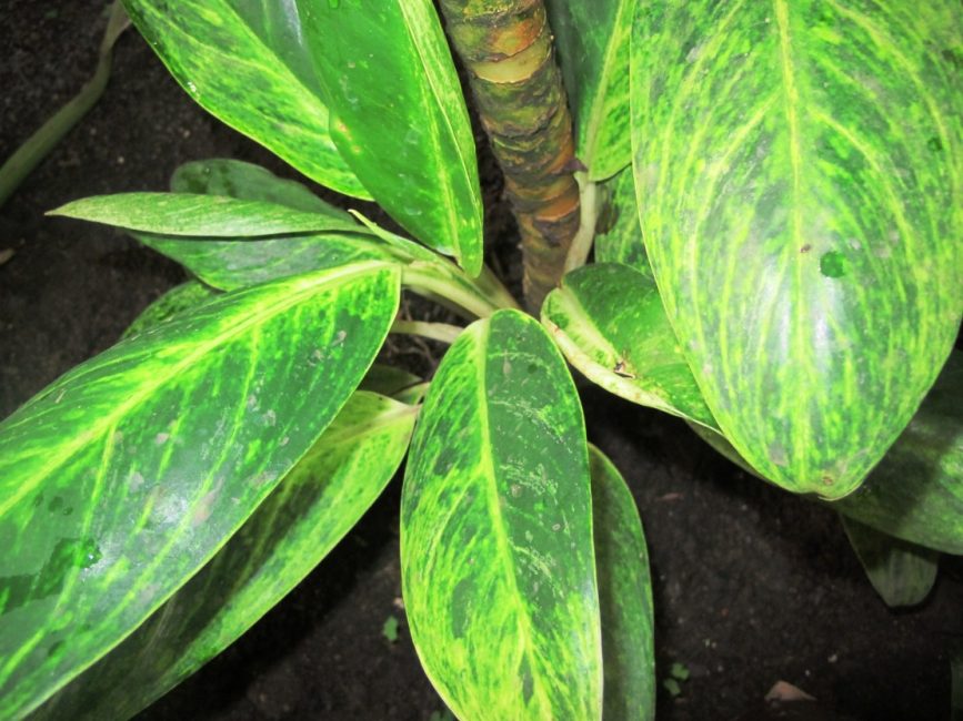 Aglaonema muunneltu (tai vaihdettava). Näkyvä paksu varsi