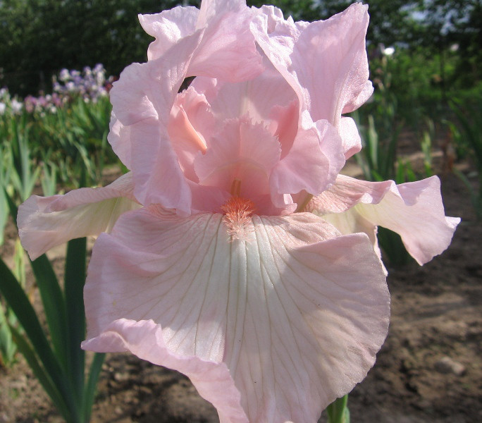 Iris saksan pinkki