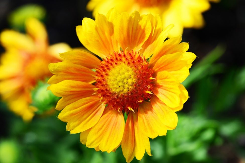 Variety Sonne