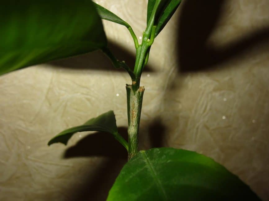 Empelt de mango per mètode split.
