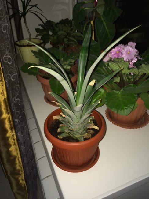 Pinya tres mesos després de plantar la part superior
