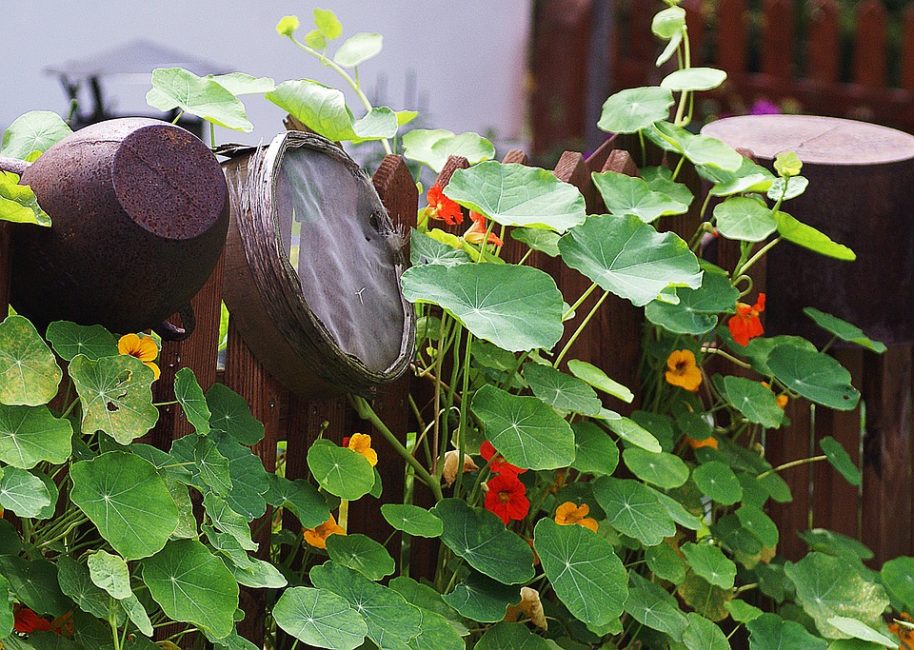 Tuberous nasturtium som ett staketdesignalternativ