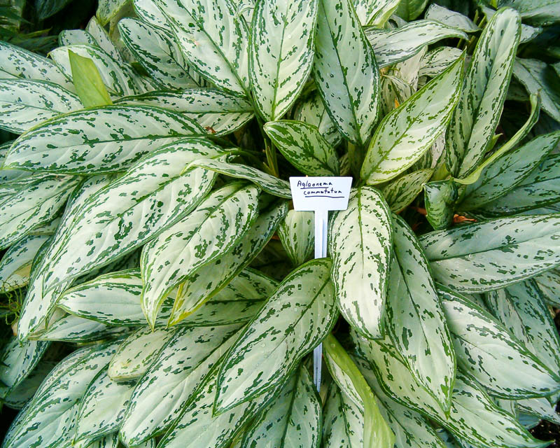 Vaihteleva aglaonema, jossa on hallitseva valkoinen pigmentti