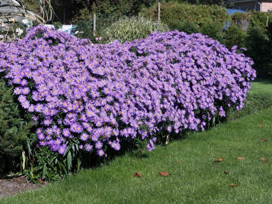bush aster