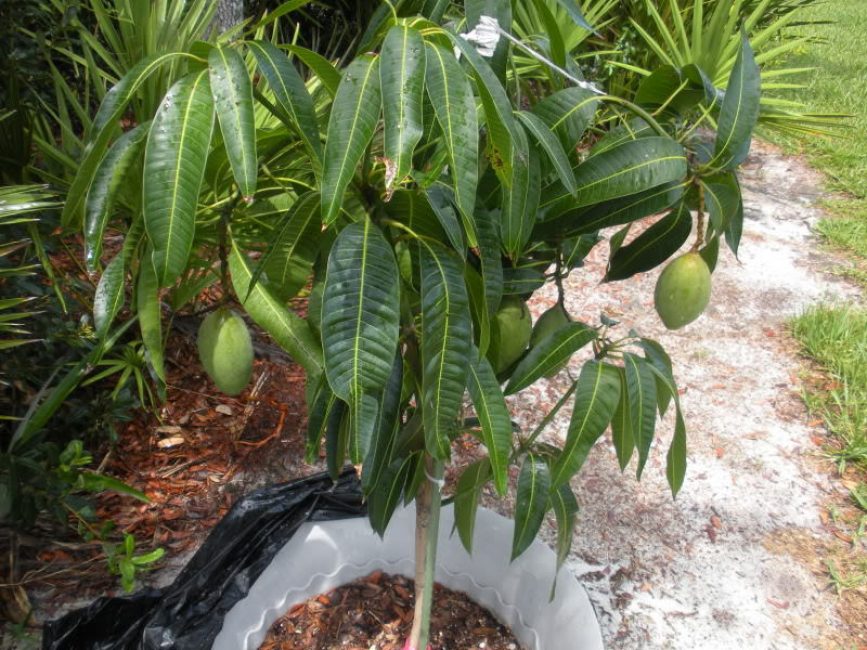 mango a casa