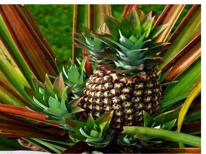 Pinya amb múltiples cons de creixement
