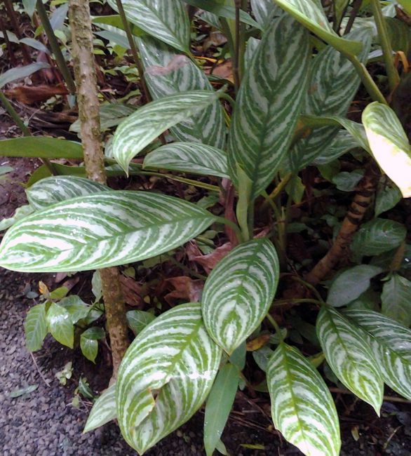 Aglaonema loistava