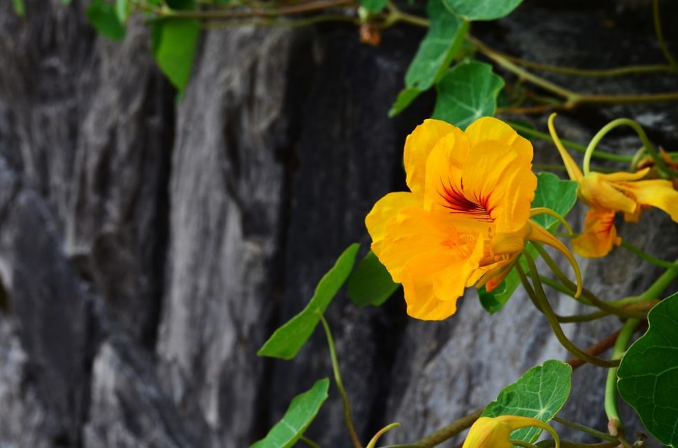 Figur 19. Liten nasturtium