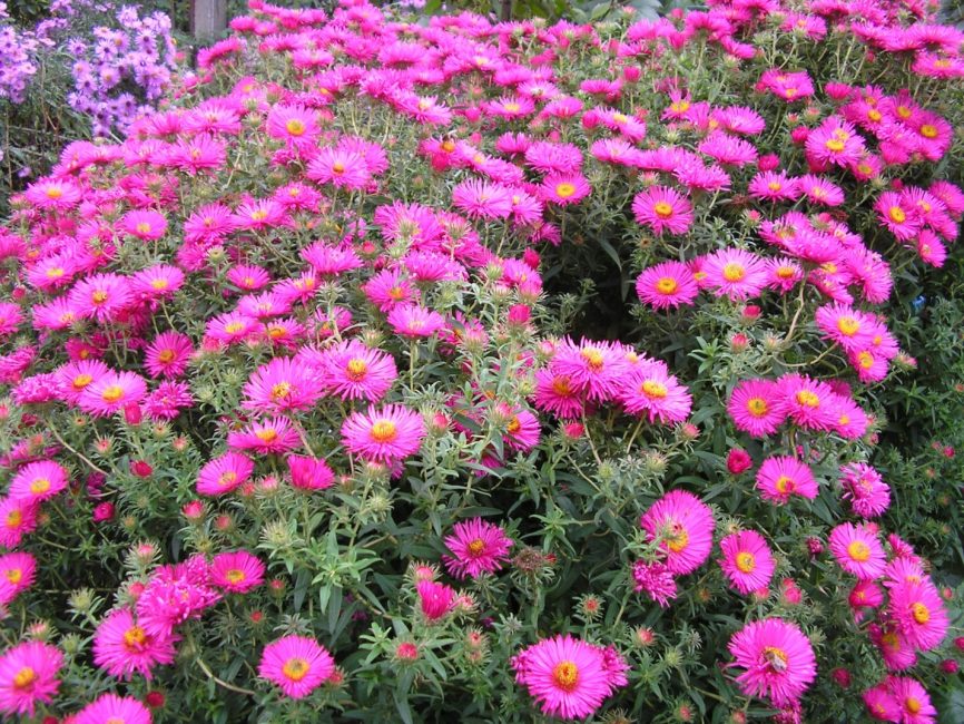 aster de Nova Anglaterra