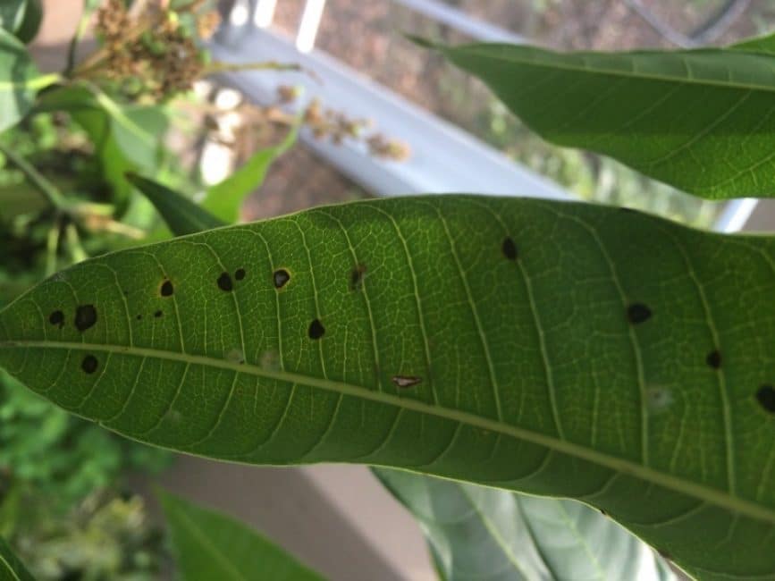 Lesions foliars amb antracnosi