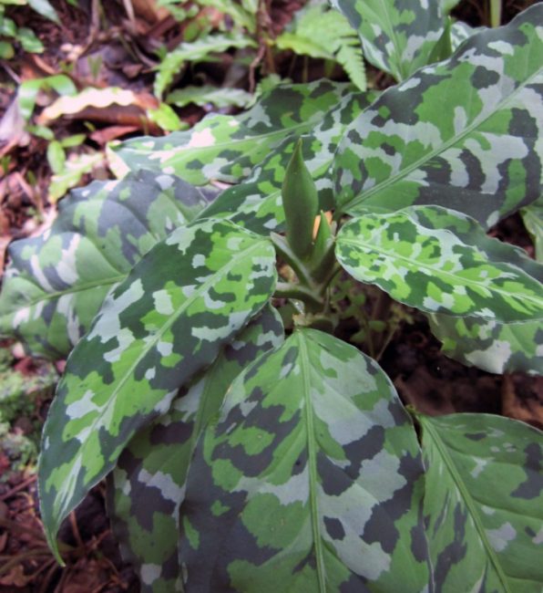 Aglaonema maalattu