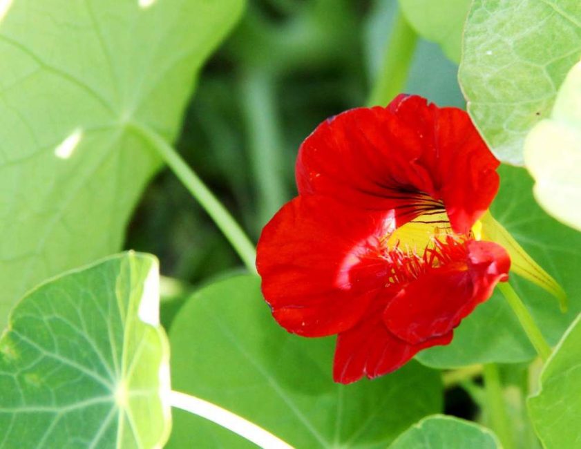 Sköld nasturtium