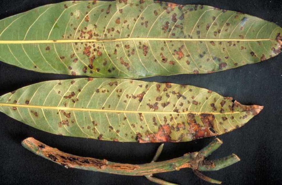 Danys a les fulles de mango amb bacteriosi