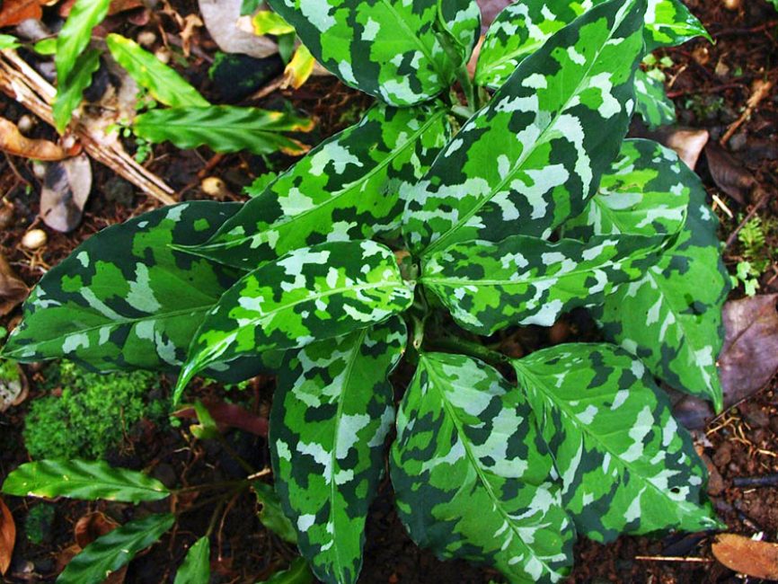 Aglaonema pitkänomaisilla lehdillä