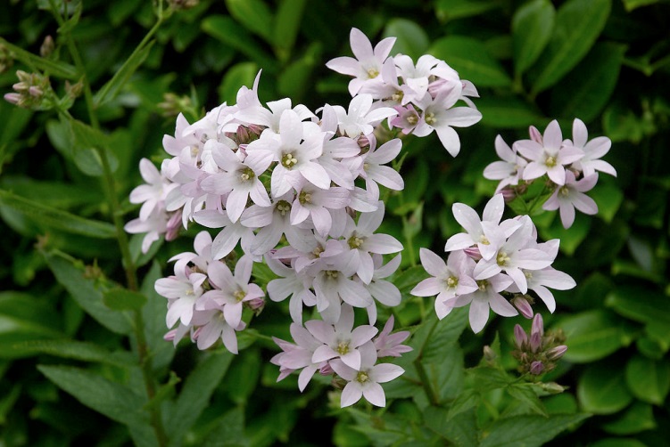 Campanula lactiflora