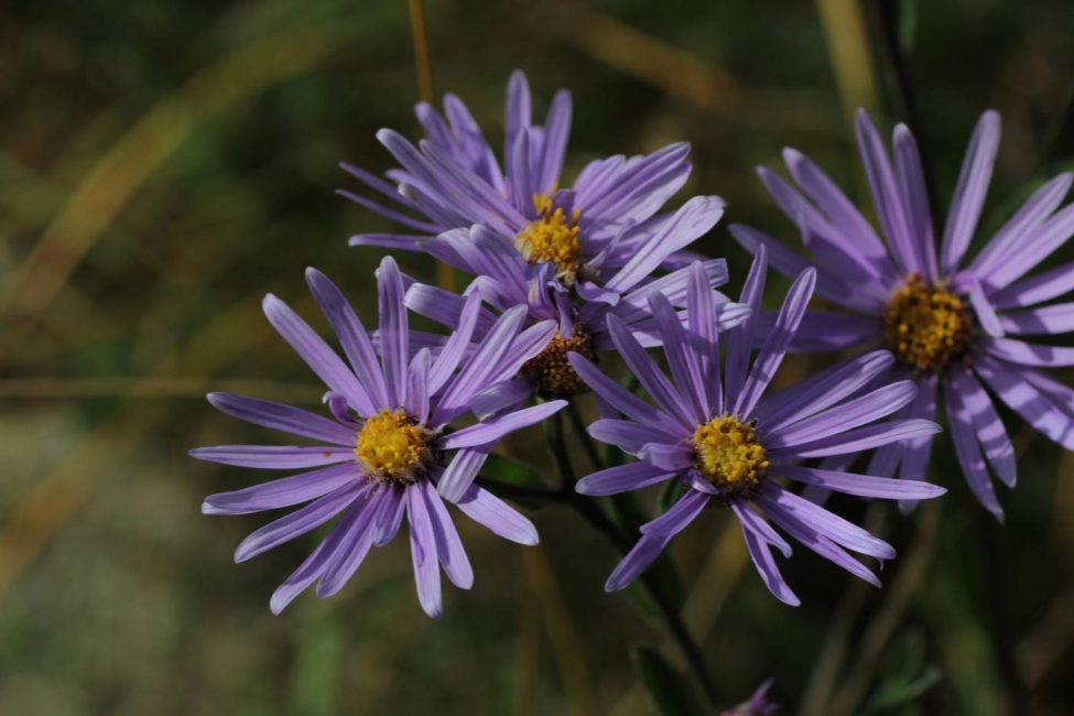 aster estrella