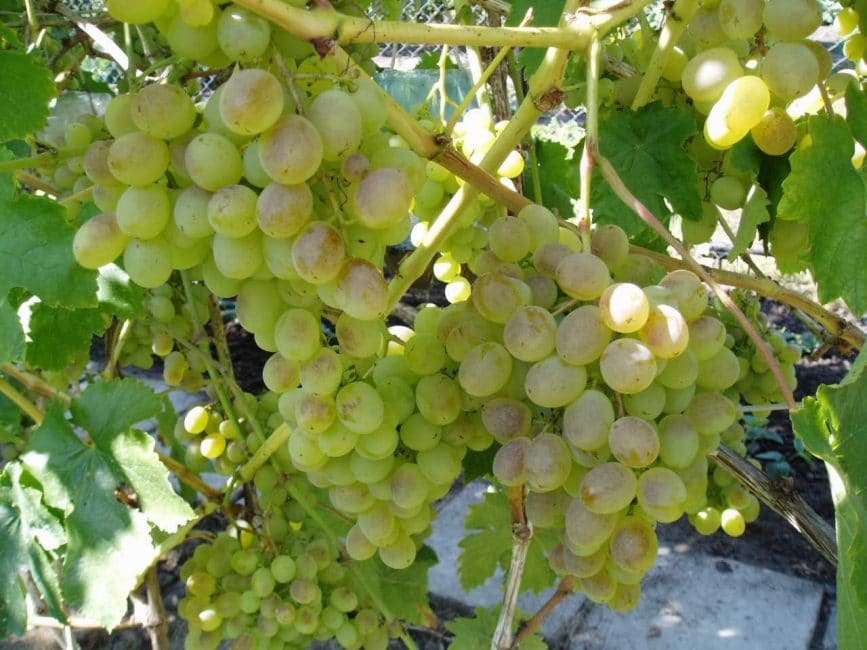 Varietat de raïm de l'Extrem Orient Muscat
