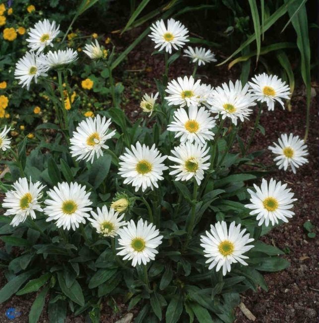 aster de fulles grans