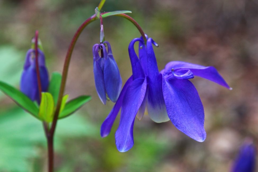 Aquilegia sibirisk