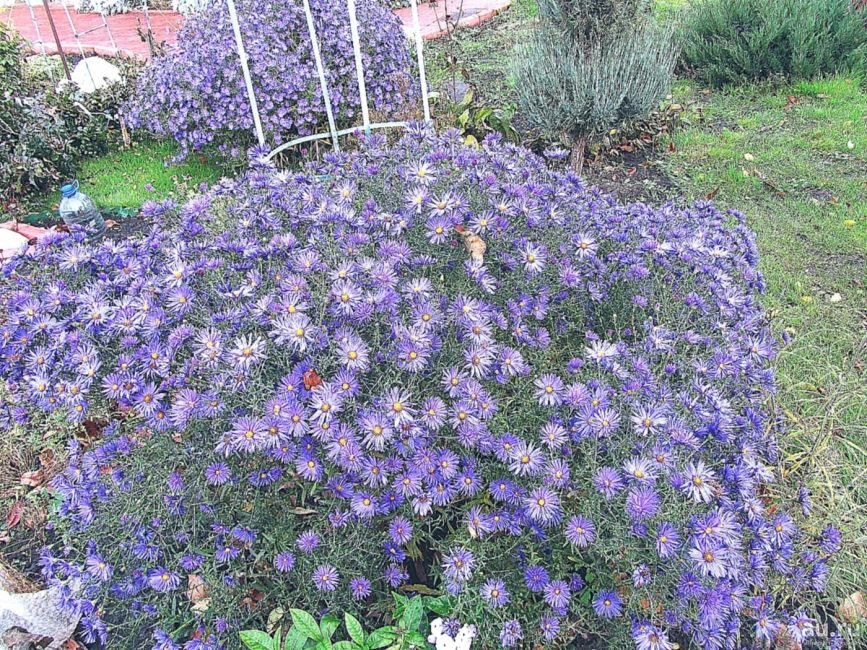 aster stonecrop
