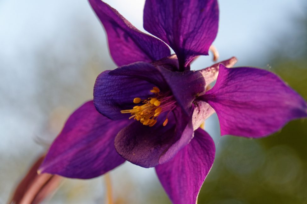 Aquilegia mörk ven