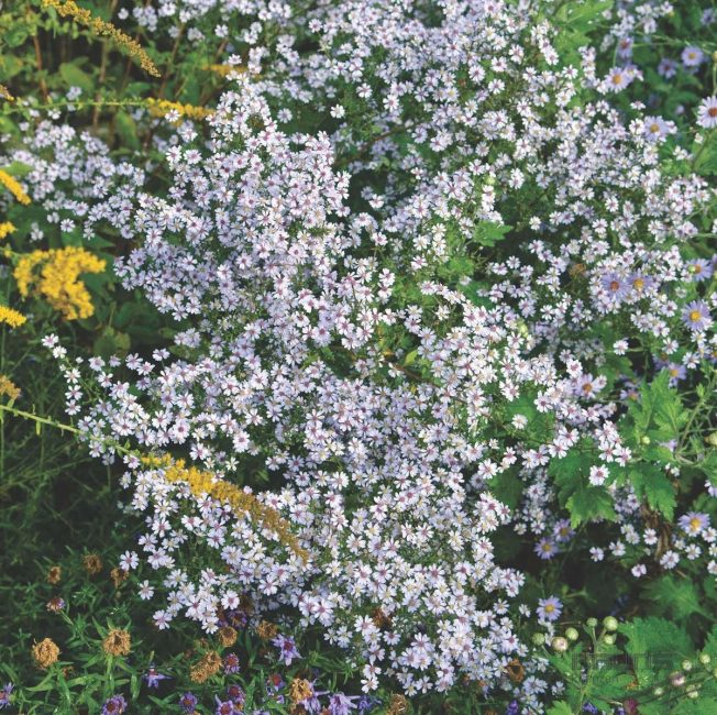 aster amb fulles de cor