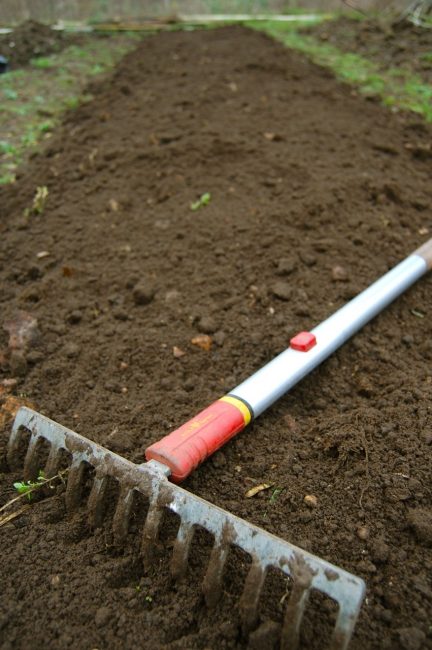 Com qualsevol planta, abans de plantar àsters, cal triar i preparar-hi un lloc còmode.