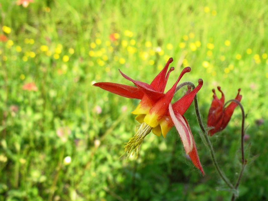 Aquilegia kanadensisk