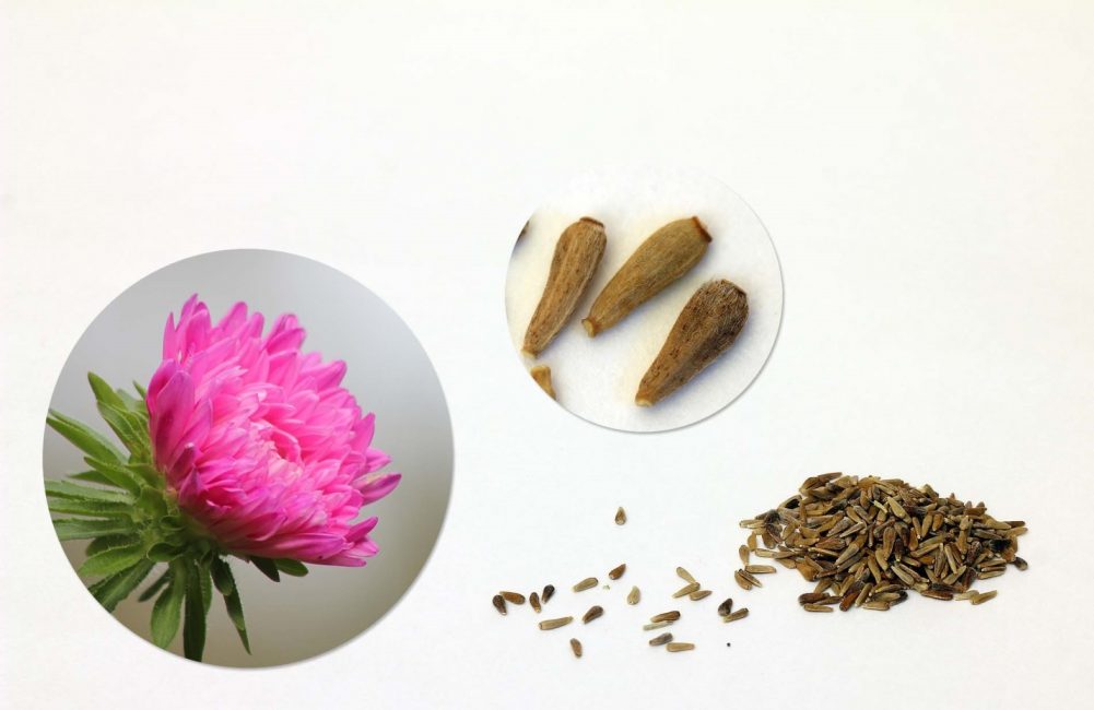 Llavors d'aster