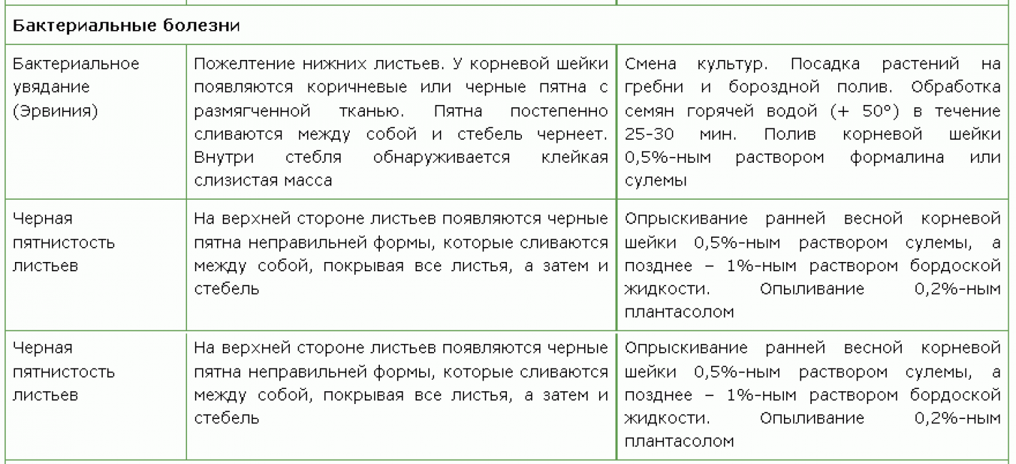 Bakteriální onemocnění delphinum