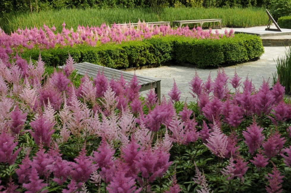 Peyzaj tasarımında Astilbes