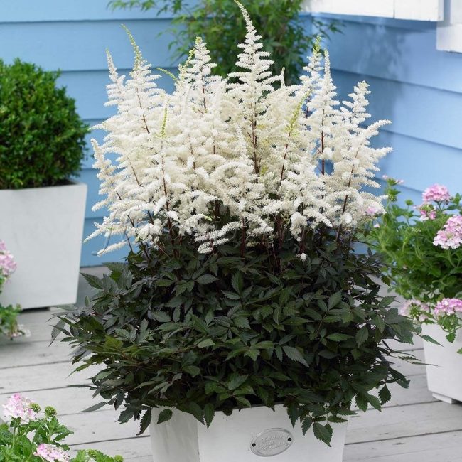 bir tencerede astilbe