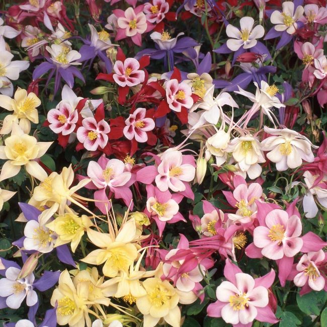 Aquilegia är lätt att ta hand om. Hon är prestigelös och ställer inga speciella krav.