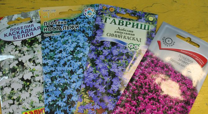 semillas de lobelia