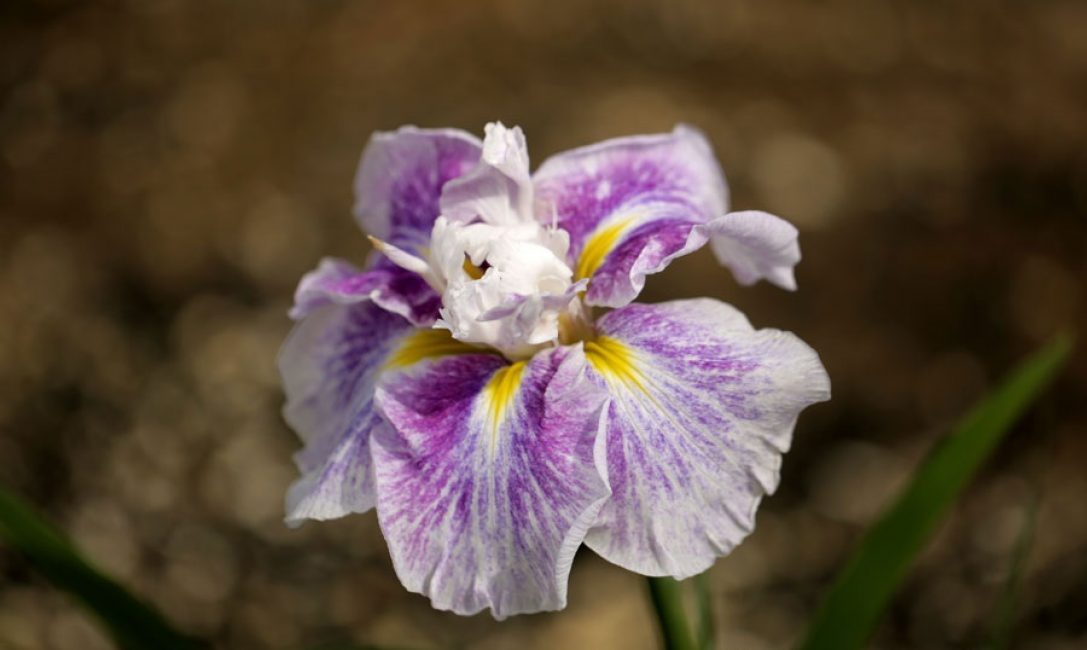Enkeli vuoren iiris