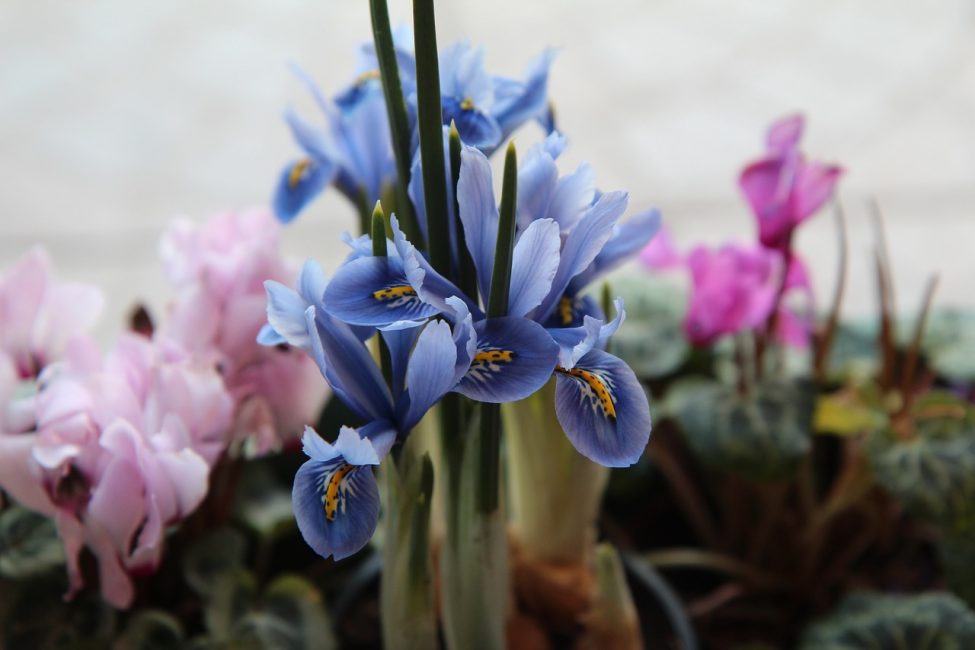 Iris kukkii