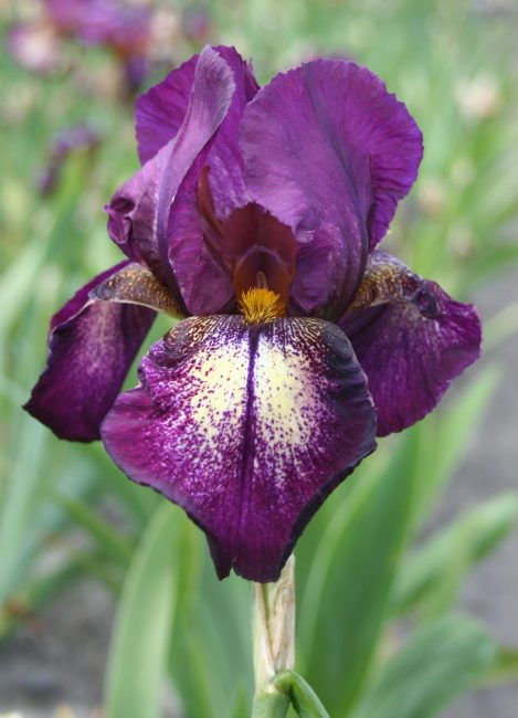 Iris Huomio, kiitos