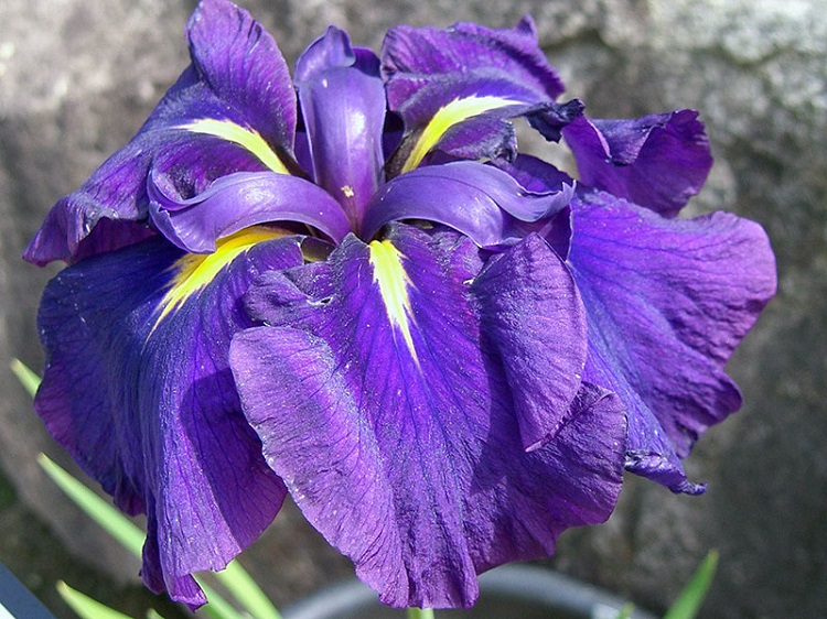 Nessa No Mai iiris