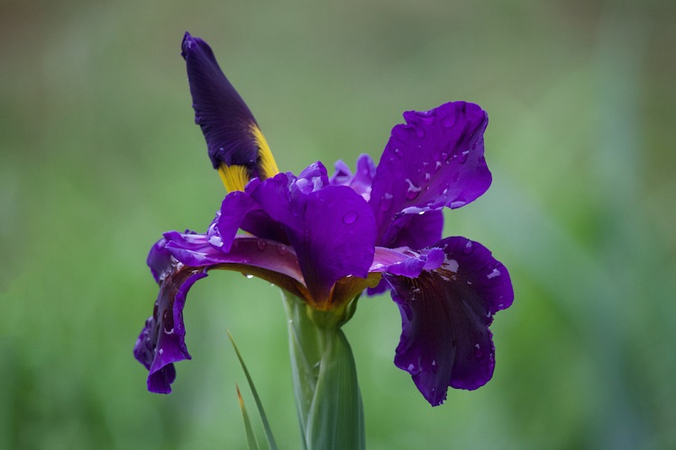 Stella Irene iiris