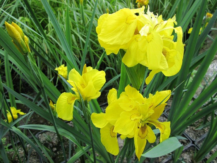 Flore Plenon iiris