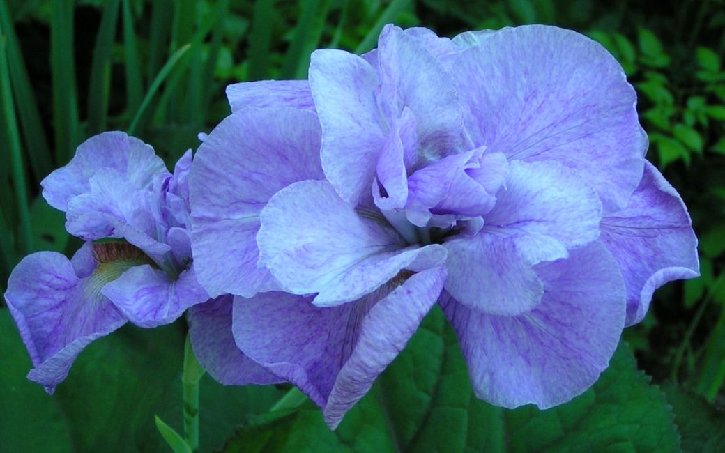 Imperial Opal iiris